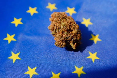 El Cannabis Lidera el Consumo de Drogas en Europa: Informe 2024 del OEDT