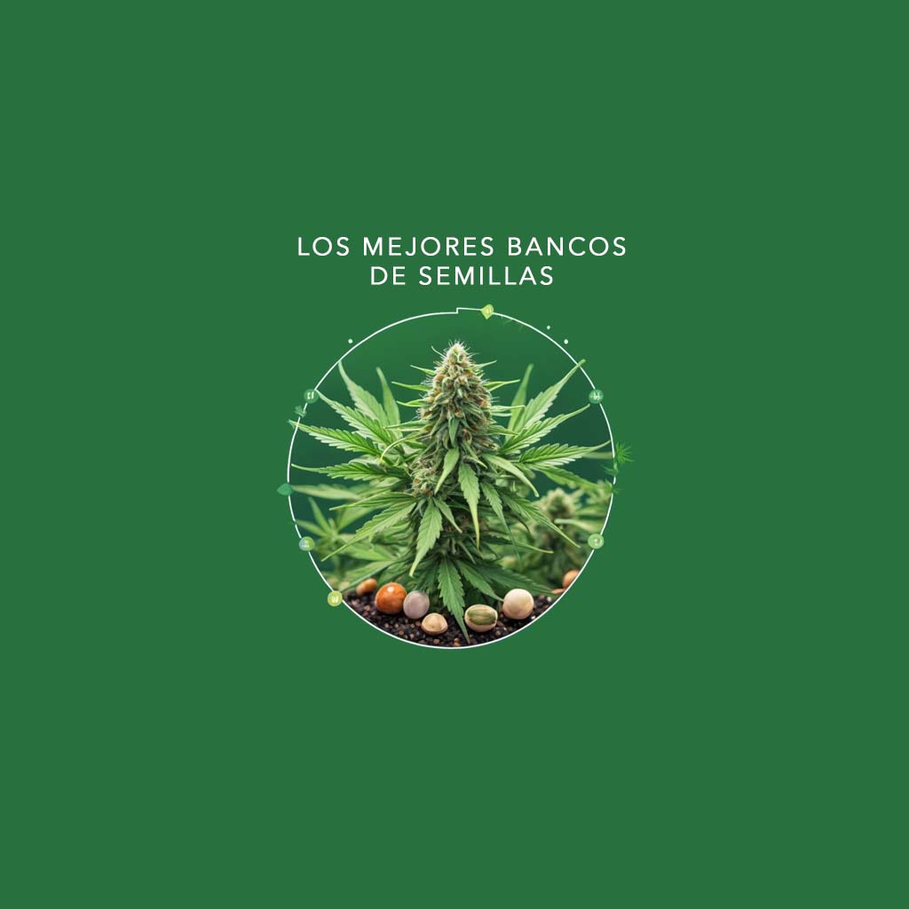 Los mejores bancos de semillas: las 10 principales empresas de semillas de cannabis