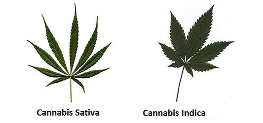 Genética y tipos de plantas de Cannabis