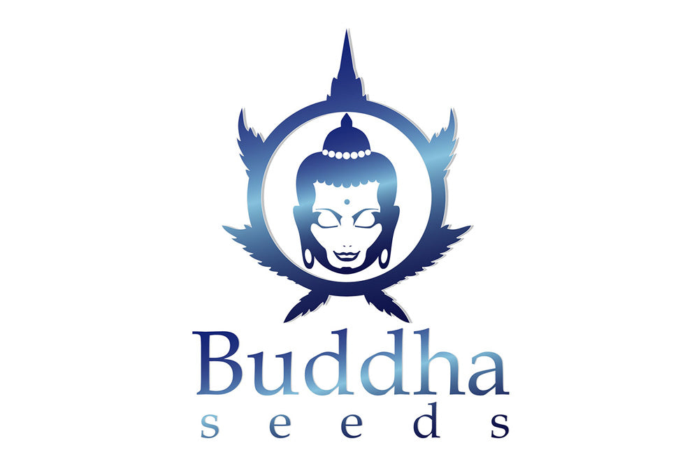 BUDDHA SEEDS