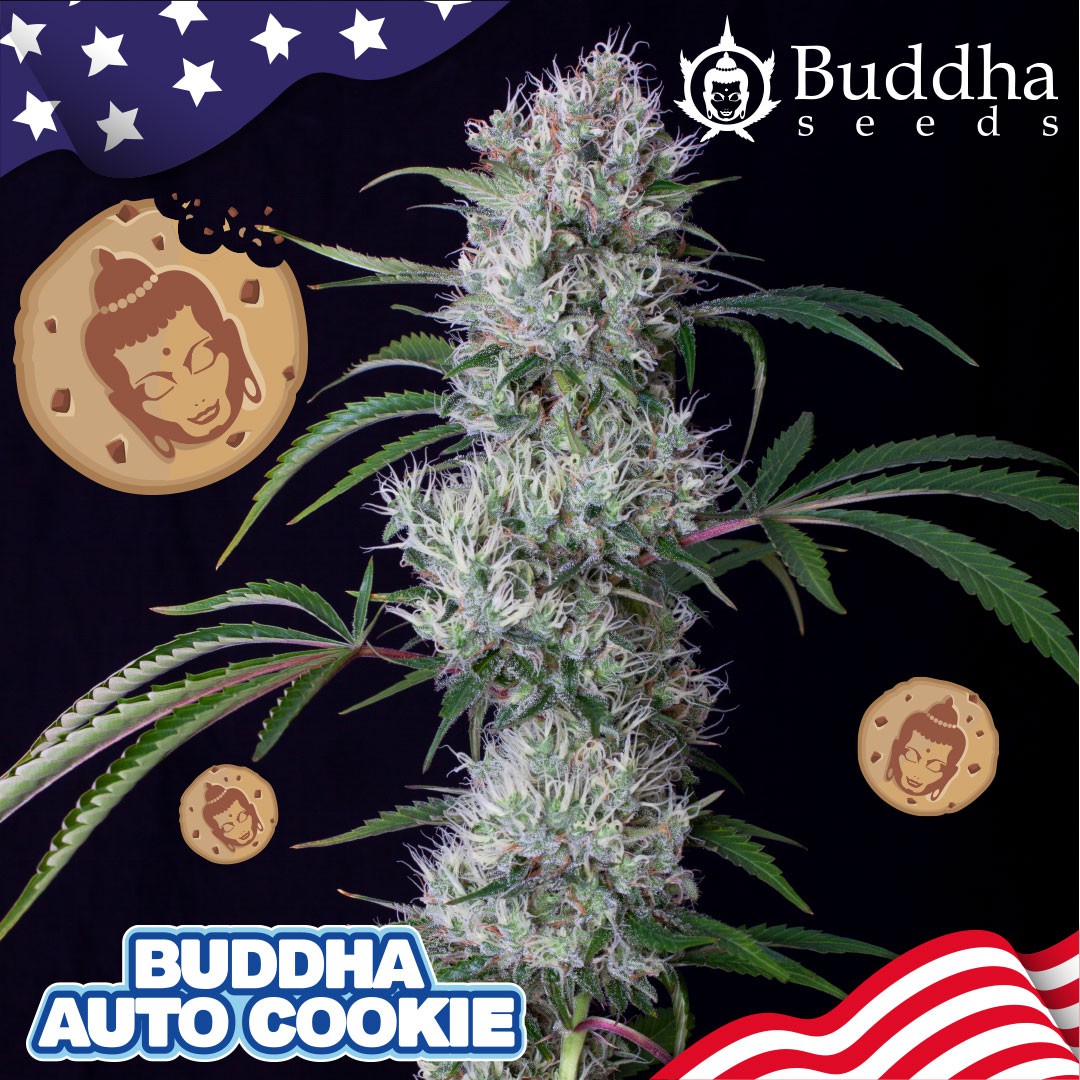 BUDDHA SEEDS Buddha Auto Cookie