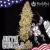 BUDDHA SEEDS Gorila Auto