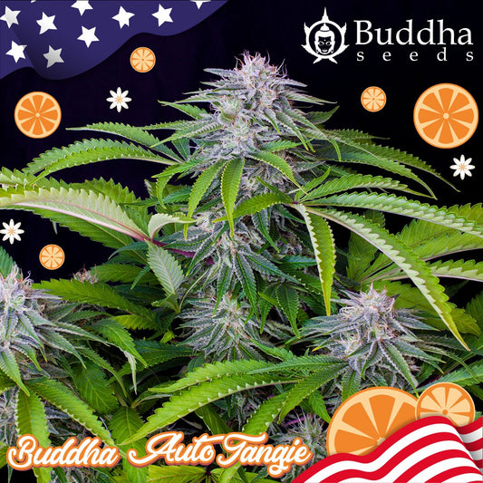 BUDDHA SEEDS Buddha Auto Tangie