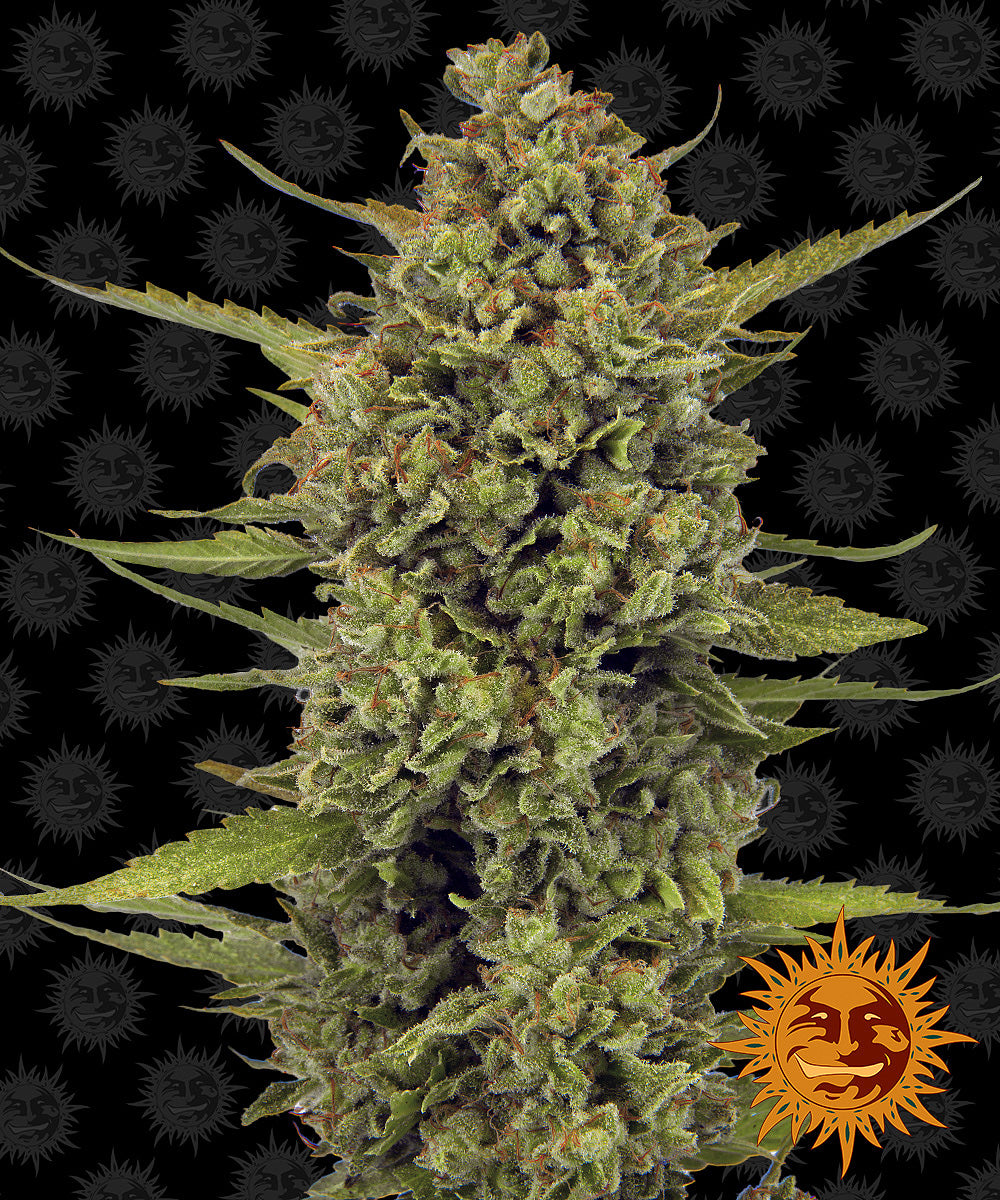 BARNEY'S FARM Acapulco Gold Feminizada