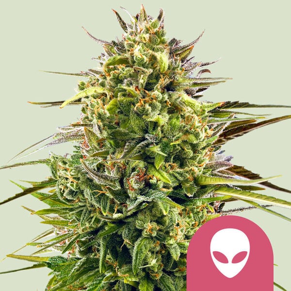 ROYAL QUEEN SEEDS Alien OG Feminizada