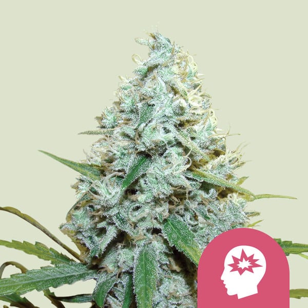 ROYAL QUEEN SEEDS AMG - Amnesia Mac Ganja Feminizada