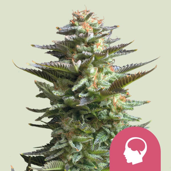 ROYAL QUEEN SEEDS Amnesia Haze Feminizada