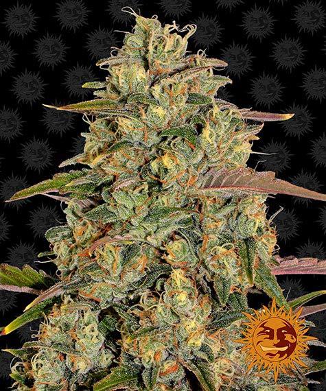 BARNEY'S FARM Amnesia Lemon Feminizadas