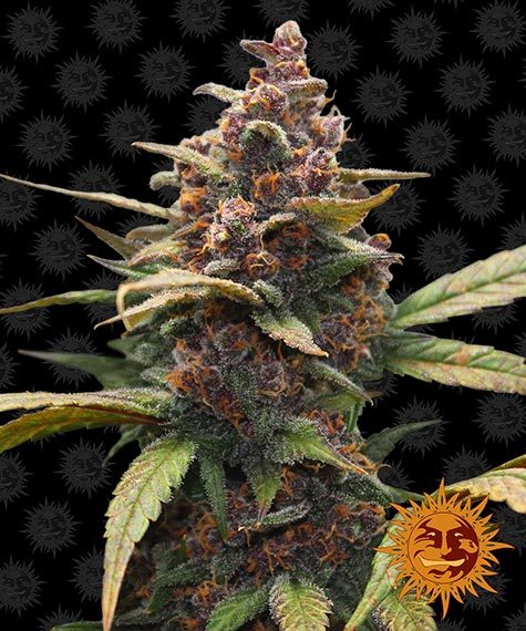 BARNEY'S FARM Ayahuasca Purple Feminizada