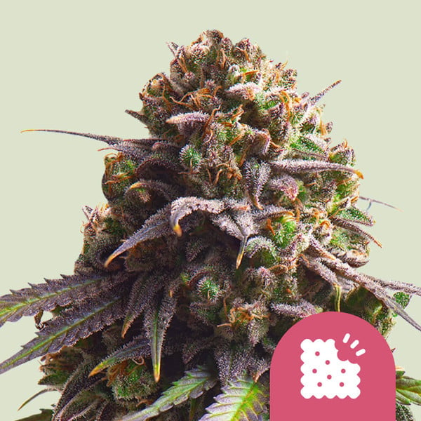 ROYAL QUEEN SEEDS Biscotti Feminizada