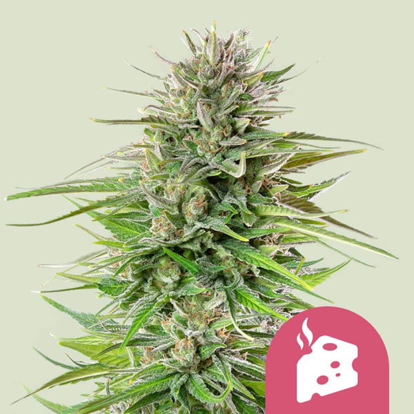 ROYAL QUEEN SEEDS Blue Cheese Feminizada