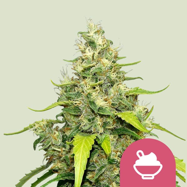 ROYAL QUEEN SEEDS Blue Gelato Feminizada