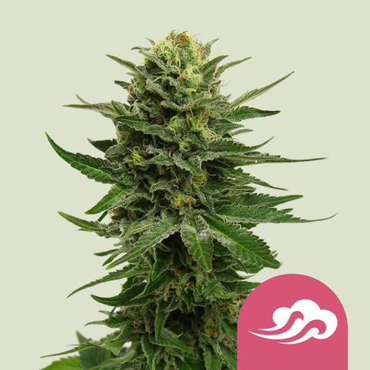 ROYAL QUEEN SEEDS Blue Mystic Feminizada