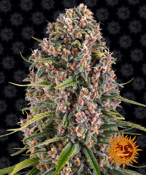 BARNEY'S FARM Blue Cheese Feminizada