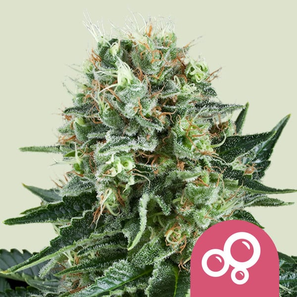 ROYAL QUEEN SEEDS Bubble Kush Feminizada