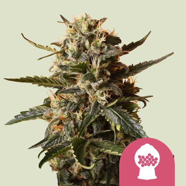 ROYAL QUEEN SEEDS Bubblegum XL Feminizada