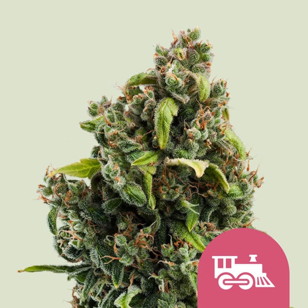 ROYAL QUEEN SEEDS Candy Kush Express Fast Version Feminizada