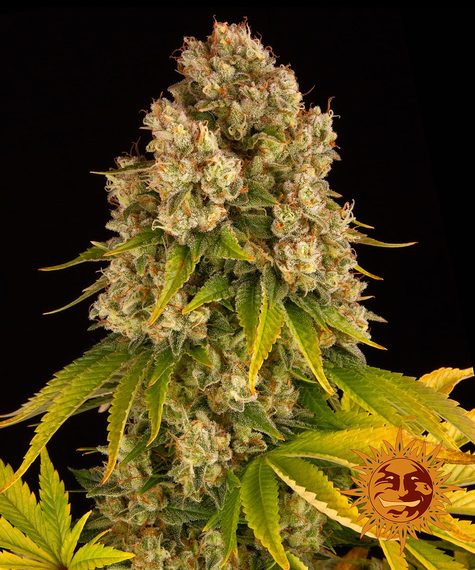 BARNEY'S FARM Cheese Auto