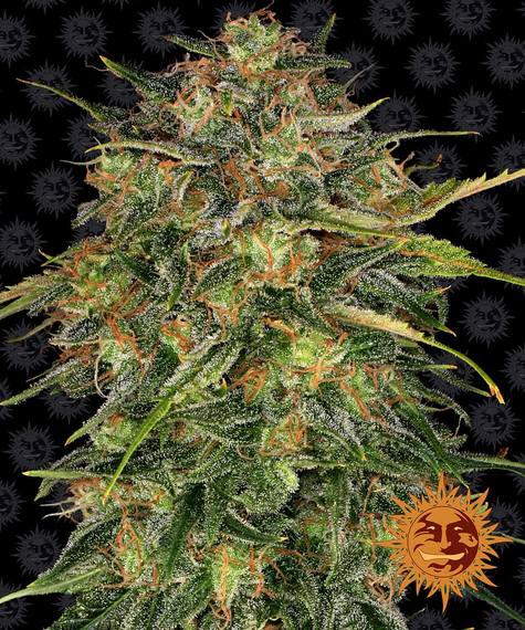 BARNEY'S FARM Cheese Feminizada