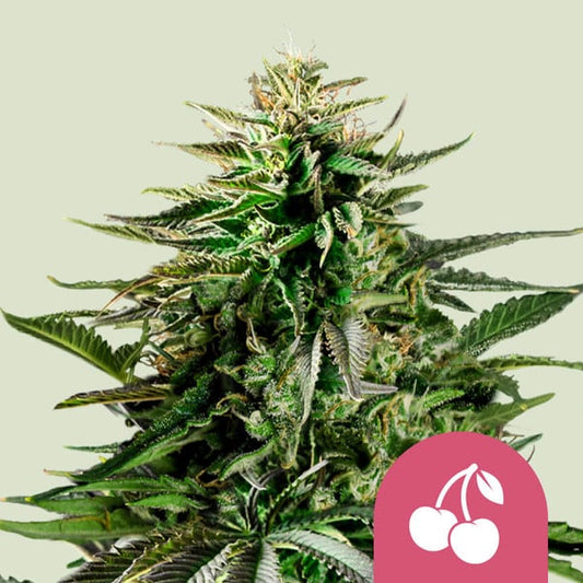 ROYAL QUEEN SEEDS Cherry Pie Feminizada