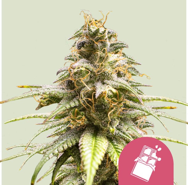 ROYAL QUEEN SEEDS Chocolate Haze Feminizada