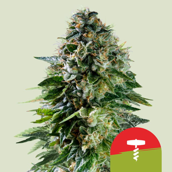 ROYAL QUEEN SEEDS Corkscrew Auto