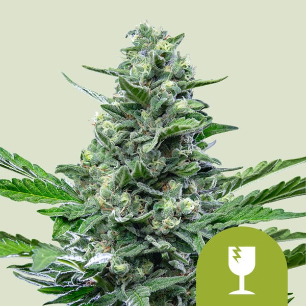 ROYAL QUEEN SEEDS Royal Critical Auto