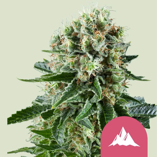 ROYAL QUEEN SEEDS Critical Kush Feminizada