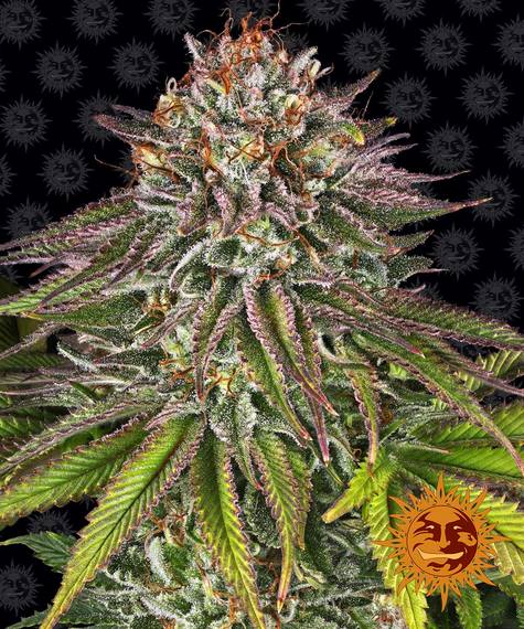 BARNEY'S FARM Critical Kush Feminizada