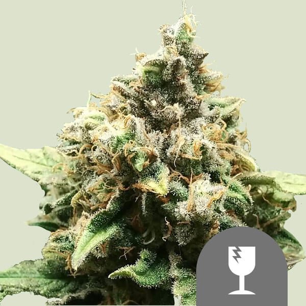 ROYAL QUEEN SEEDS Critical Regular