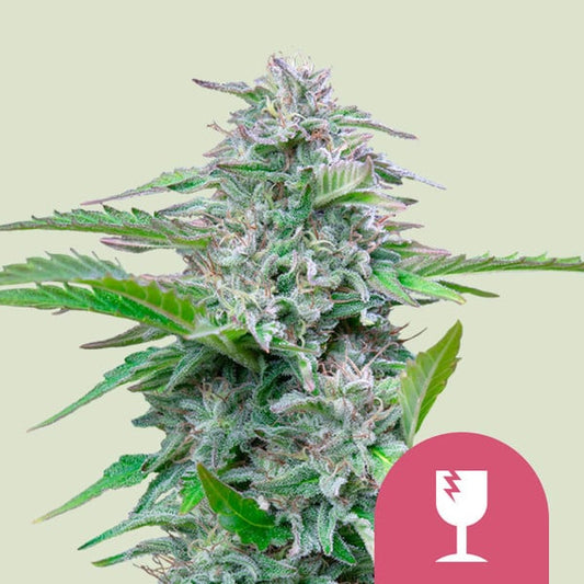 ROYAL QUEEN SEEDS Critical Feminizada