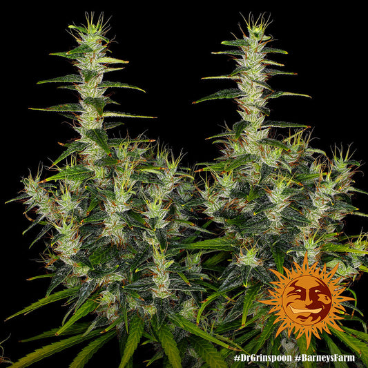 BARNEY'S FARM Dr. Grinspoon Feminizada