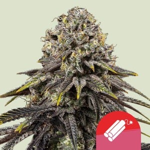 ROYAL QUEEN SEEDS Dynamite Diesel Feminizada