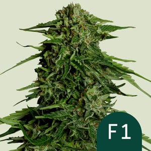 ROYAL QUEEN SEEDS Epsilon F1 Auto