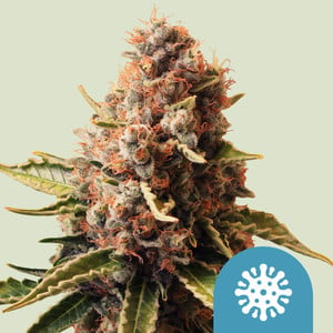 ROYAL QUEEN SEEDS Euphoria CBD Feminizada