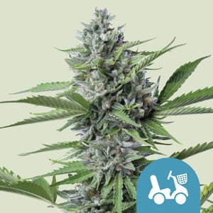 ROYAL QUEEN SEEDS Fast Eddy CBD Auto