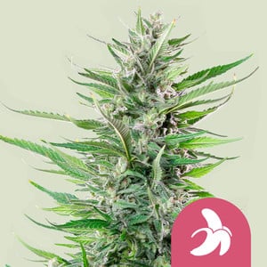 ROYAL QUEEN SEEDS Fat Banana Feminizada