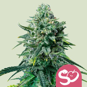 ROYAL QUEEN SEEDS Forbidden Fruit Feminizada