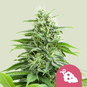 ROYAL QUEEN SEEDS Fruit Spirit Feminizada