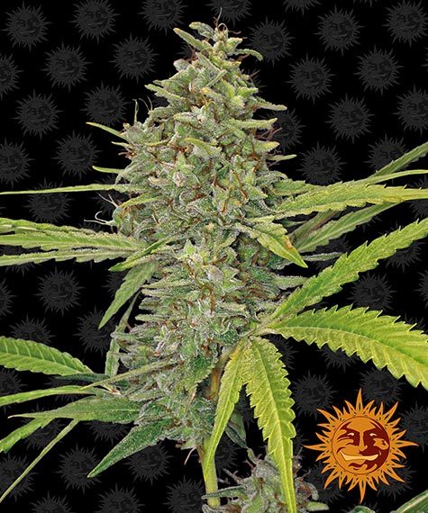 BARNEY'S FARM G13 Haze Feminizada