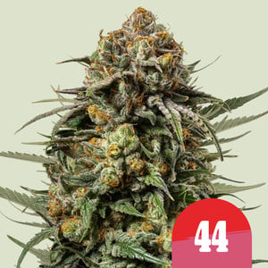 ROYAL QUEEN SEEDS Gelato 44 Feminizada