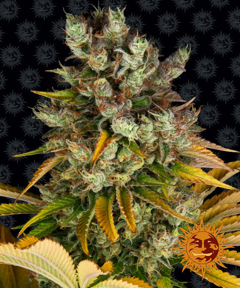 BARNEY'S FARM GMO Feminizada