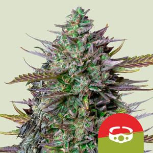 ROYAL QUEEN SEEDS GOAT'lato Auto