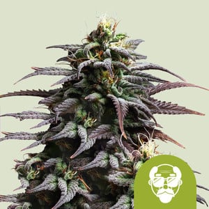 ROYAL QUEEN SEEDS Granddaddy Purple Auto