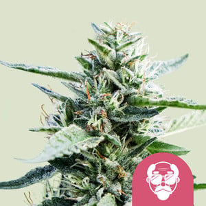 ROYAL QUEEN SEEDS Granddaddy Purple Feminizada