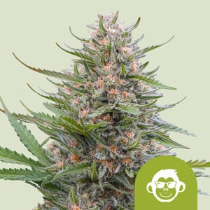 ROYAL QUEEN SEEDS Grape Ape Auto