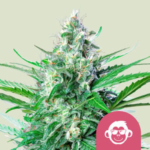 ROYAL QUEEN SEEDS Grape Ape Feminizada