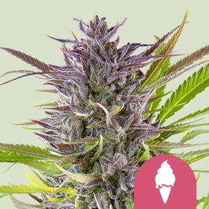 ROYAL QUEEN SEEDS Green Gelato Feminizada