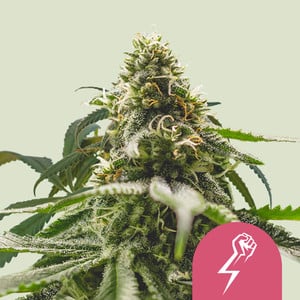 ROYAL QUEEN SEEDS Green Crack Punch Feminizada