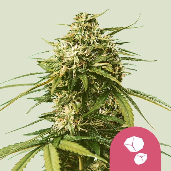 ROYAL QUEEN SEEDS Gushers Feminizada